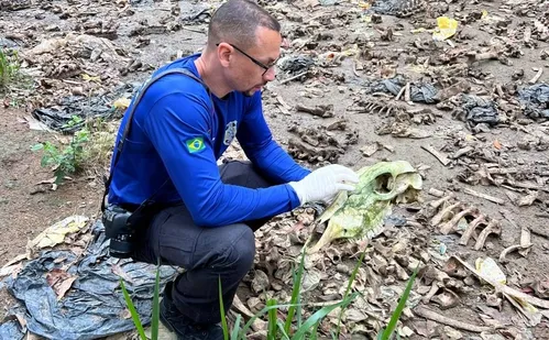 
          Imagem ilustrativa da imagem Abatedouro clandestino é encontrado em plantação de eucalipto no ES
          