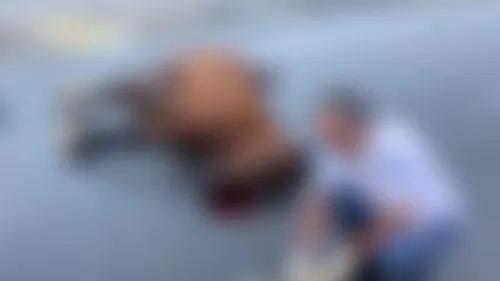 
          Imagem ilustrativa da imagem Acidente na PE-15: jovem e cavalo morrem após batida em Olinda
          