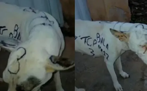 
          Imagem ilustrativa da imagem Adolescente que pichou cadela em Guarapari é apreendido pela polícia
          