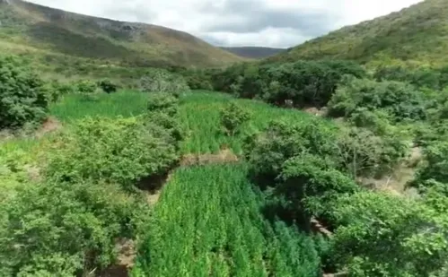 
          Imagem ilustrativa da imagem Advogado é preso em Salvador suspeito de ser dono de fazenda de maconha
          