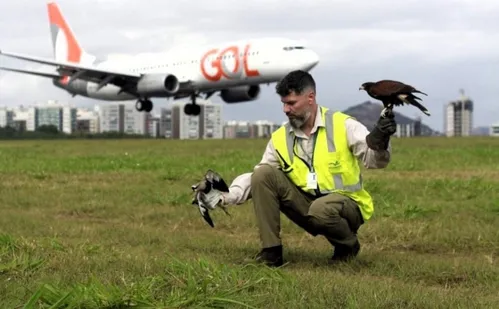 
          Imagem ilustrativa da imagem Aeroporto de Vitória recebe prêmio internacional por projeto de proteção às aves
          
