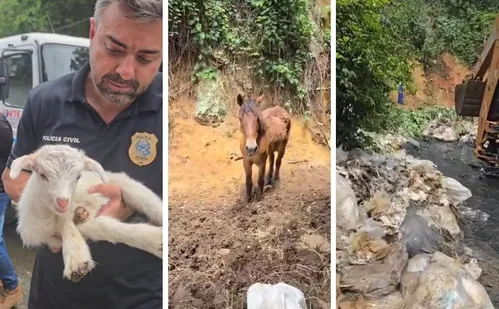 
          Imagem ilustrativa da imagem Animais são resgatados em terreno com lixo e esgoto acumulados em Cariacica
          