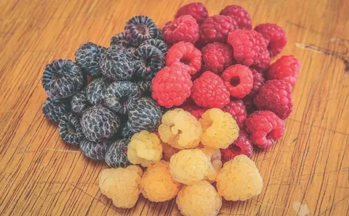 
          Imagem ilustrativa da imagem Aposentados ganham a vida com o cultivo de frutas vermelhas no ES
          