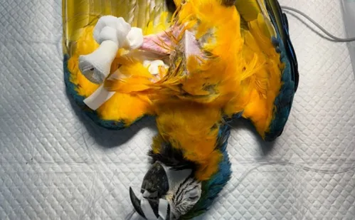 
          Imagem ilustrativa da imagem Arara-canindé recebe prótese após ser resgatada com ferimento no TO
          