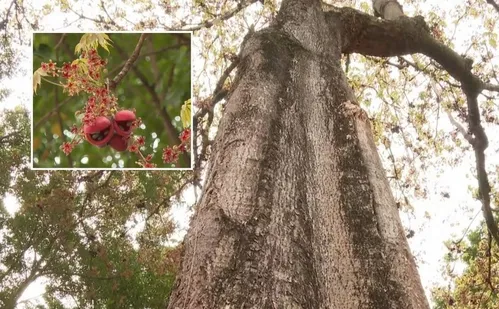 
          Imagem ilustrativa da imagem “Árvore fedorenta” chama atenção no Sul do ES
          