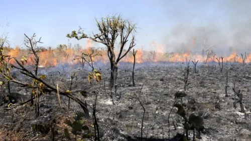 
          Imagem ilustrativa da imagem Bombeiros alertam para temporada crítica de queimadas em PE
          