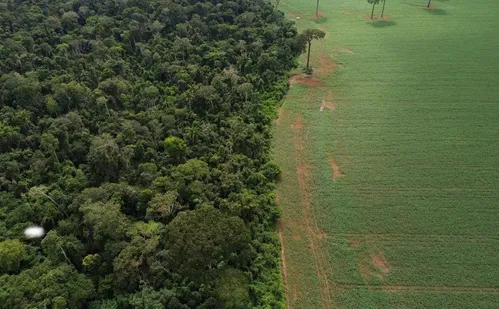 
          Imagem ilustrativa da imagem Brasil perdeu 111,7 milhões de hectares de áreas naturais em 40 anos
          