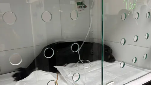 
          Imagem ilustrativa da imagem Cachorro é encontrado com vida após 35 horas soterrado, em Olinda
          
