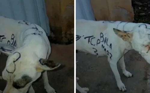 
          Imagem ilustrativa da imagem Cachorro é pichado por facção criminosa no ES
          