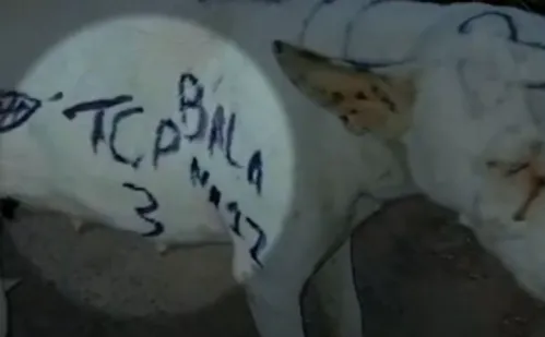 
          Imagem ilustrativa da imagem Cachorro é pichado por facção criminosa no ES
          