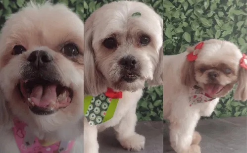 
          Imagem ilustrativa da imagem Cachorros morrem após ficarem 1 hora e meia presos em carro de pet shop
          