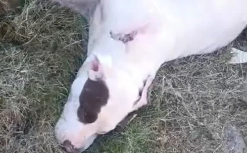 
          Imagem ilustrativa da imagem Cadela da raça pitbull é baleada em Cariacica
          