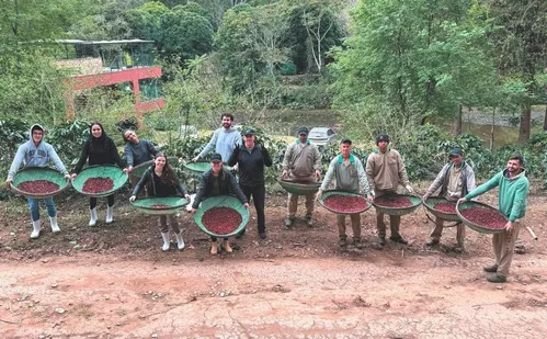 
          Imagem ilustrativa da imagem Café mais caro do Brasil é produzido em Domingos Martins
          