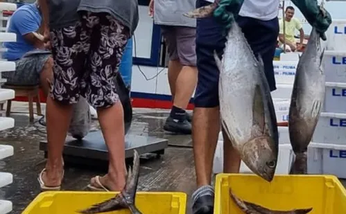 
          Imagem ilustrativa da imagem Capital do Atum, Itapemirim busca mercados no México e Índia para venda de pescado
          