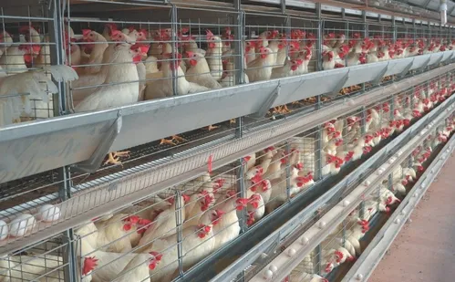 
          Imagem ilustrativa da imagem Chineses vão investir na produção de pés de galinha no ES
          