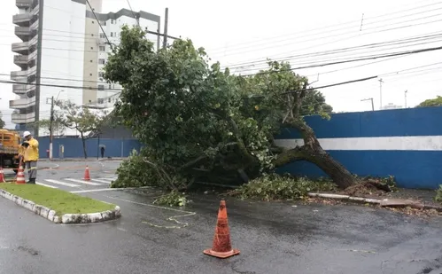 
          Imagem ilustrativa da imagem Chuva e vento provocam queda de árvore em Vitória; veja fotos
          