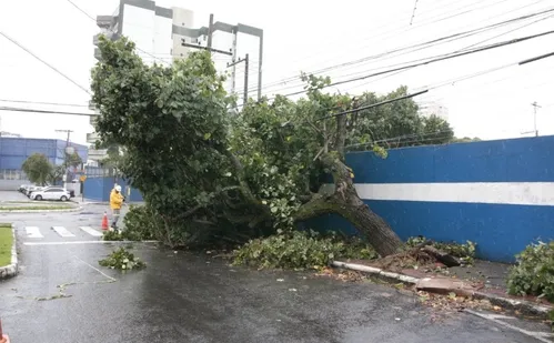 
          Imagem ilustrativa da imagem Chuva e vento provocam queda de árvore em Vitória; veja fotos
          
