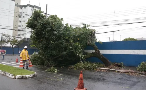 
          Imagem ilustrativa da imagem Chuva e vento provocam queda de árvore em Vitória; veja fotos
          