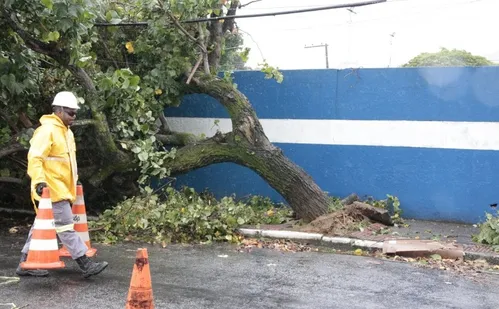 
          Imagem ilustrativa da imagem Chuva e vento provocam queda de árvore em Vitória; veja fotos
          