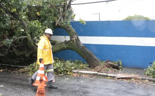 
          Imagem ilustrativa da imagem Chuva e vento provocam queda de árvore em Vitória; veja fotos
          