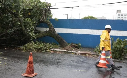 
          Imagem ilustrativa da imagem Chuva e vento provocam queda de árvore em Vitória; veja fotos
          