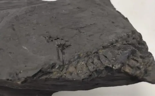 
          Imagem ilustrativa da imagem Como fósseis de lagarto mais antigo que dinossauros impediram obra em rodovia no PR
          