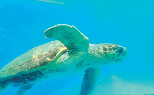 
          Imagem ilustrativa da imagem Conheça destinos divertidos para curtir com as crianças no ES
          