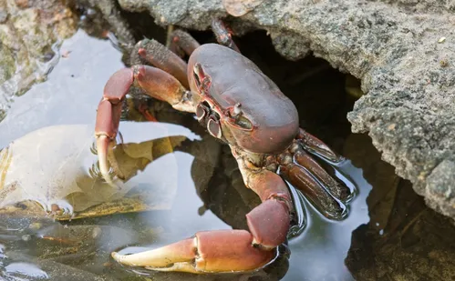 
          Imagem ilustrativa da imagem Defeso do caranguejo-uçá começa nesta quarta e segue até dezembro
          