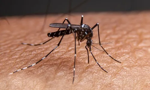 
          Imagem ilustrativa da imagem Dengue tipo 3: mais perigosa, forma do vírus avança em Pernambuco
          