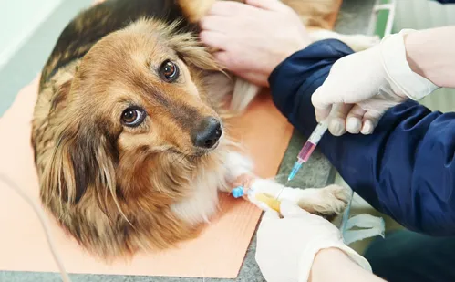 
          Imagem ilustrativa da imagem Dia D: campanha de vacinação antirrábica acontece neste sábado em Cariacica
          