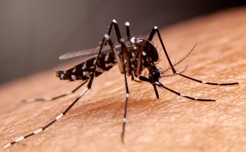 
          Imagem ilustrativa da imagem Mosquitos aprendem a “gostar” de repelente. Entenda
          