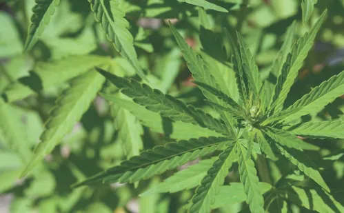 
          Imagem ilustrativa da imagem Dois a cada 10 alunos já experimentaram drogas
          