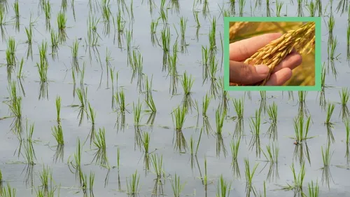 
          Imagem ilustrativa da imagem Em Solidão, sementes brotam entre fé, memória e o arroz da terra
          