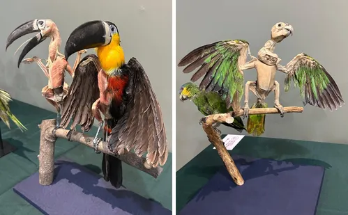 
          Imagem ilustrativa da imagem Exposição em Santa Teresa reúne mais de 100 peças plastinadas de animais
          