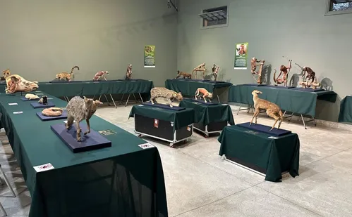 
          Imagem ilustrativa da imagem Exposição em Santa Teresa reúne mais de 100 peças plastinadas de animais
          