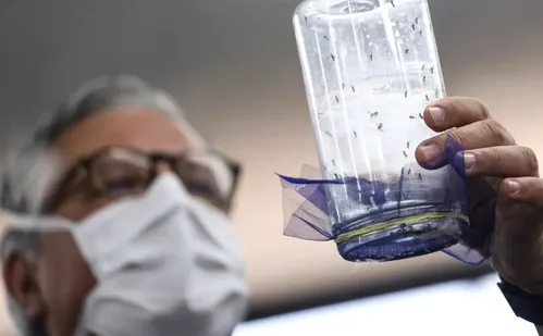 
          Imagem ilustrativa da imagem Fábrica de mosquitos oferece tecnologias para redução da dengue
          