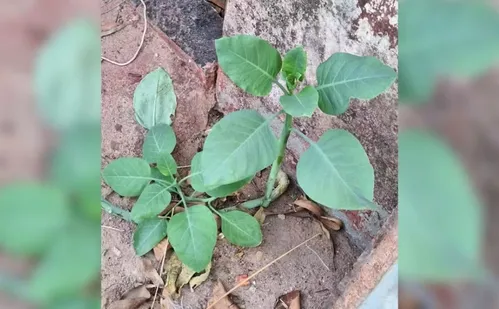 
          Imagem ilustrativa da imagem Família fica em estado grave após ingerir planta tóxica confundida com couve
          