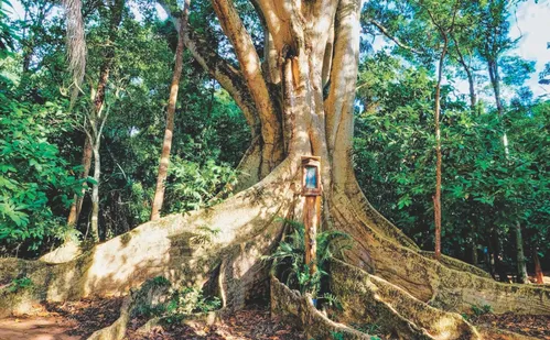 
          Imagem ilustrativa da imagem Fé, cultura e histórias curiosas em Nova Venécia
          