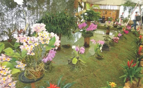 
          Imagem ilustrativa da imagem Festa das Flores de volta a Domingos Martins neste fim de semana
          