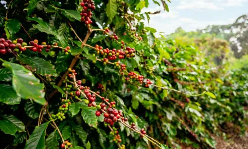 
          Imagem ilustrativa da imagem Festival Café Cultural de Taquaritinga do Norte vai até domingo
          