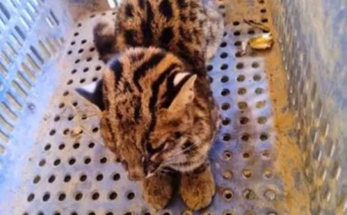 
          Imagem ilustrativa da imagem Filhote de jaguatirica é resgatado na Região Serrana do ES
          