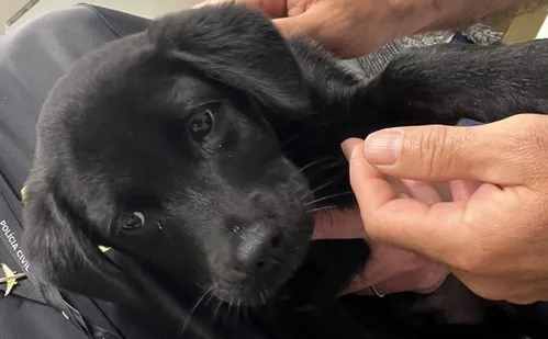 
          Imagem ilustrativa da imagem Homem é preso após não conseguir embarcar com cachorro e abandoná-lo em aeroporto
          