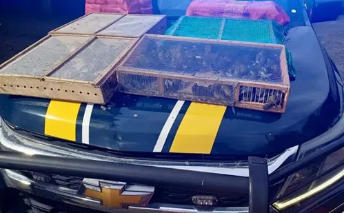 
          Imagem ilustrativa da imagem Homem é preso com mais de 1 mil aves silvestres no RJ; 180 morreram
          