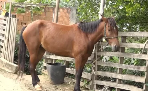 
          Imagem ilustrativa da imagem Homem tenta fugir da polícia em égua após agredir companheira em Cariacica
          