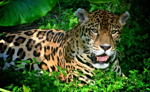 
          Imagem ilustrativa da imagem Ibama alerta e prepara população no ES contra ataques de onças e javalis
          