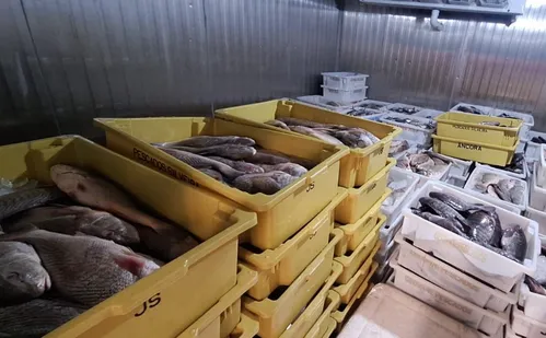 
          Imagem ilustrativa da imagem Ibama apreende mais de 7 toneladas de peixes e frutos do mar ilegais no Norte do ES
          