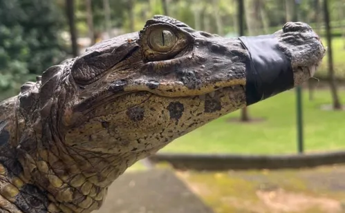 
          Imagem ilustrativa da imagem Jacaré é encontrado dentro de bueiro e resgatado com diversos ferimentos na Serra
          