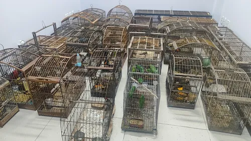 
          Imagem ilustrativa da imagem Mais de 100 pássaros silvestres são resgatados de cativeiro no Sul do ES
          