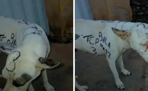 
          Imagem ilustrativa da imagem Mais de 300 denúncias de maus-tratos contra animais este ano no ES
          