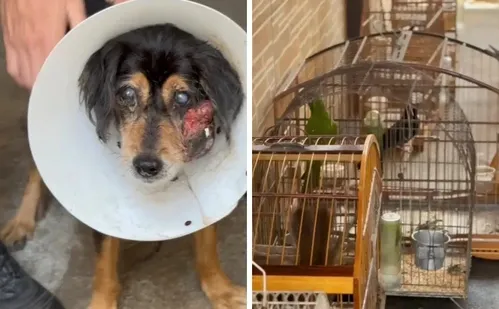 
          Imagem ilustrativa da imagem Mais de 300 denúncias de maus-tratos contra animais este ano no ES
          